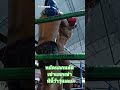 หมัดแลกหมัดเข่าแลกเข่าทีนี้ว้าวุ่นเลย fcmuaywat เอฟซีมวยวัด muaythaiboxing