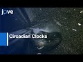 Single-cell Resolution Fluorescence Imaging of Circadian Clocks | Protocol Preview