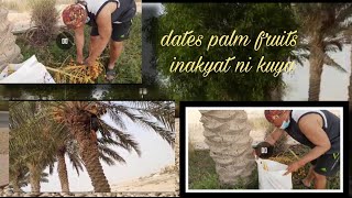 Umakyat si Kuya Para Mamitas ng Dates Palm