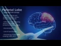 parietal lobe human brain series part 6