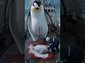 a touching story about a sailor who saves a mother penguin giving birth on the deck of a ship