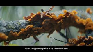 The Explorers: Designed by Nature