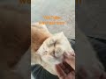 makhlukhalus penjaga motor#cat#kucingkampung#catlover#kucing#viralvideo#kucinglucu