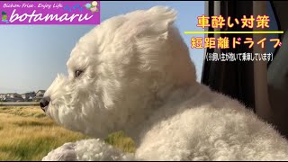 【飼い主が後部座席で抱いてます】短距離ドライブも車酔い対策をするやつ　ビションフリーゼ