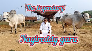 Jillella nagireddy reddy gari senior bull's jillella.......in koppuravuru