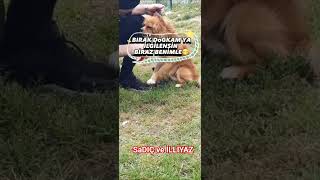 EYVAH, KÖPEĞİMİN AĞIZINDA NE VAR ÖYLE?