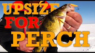 How to Catch the Biggest Perch in the School!