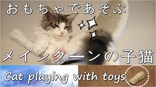 ハッスル！カミカミおもちゃで遊ぶメインクーンの子猫【ミク成長記録】