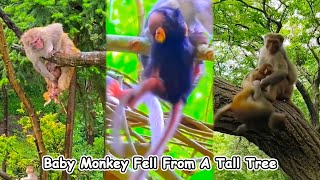 The little monkey fell from a tall tree. It was so scary. Is the monkey okay?