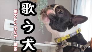 【犬の歌声】楽器に合わせて歌うボストンテリアまる