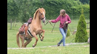 Tschüss DE - Salut France! Vorbereitungen für unseren großen Wanderritt.