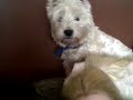 jock the westie is scared of his squeaky toy