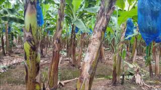 Mulching in Bananas