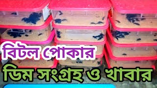 বিটল পোকার ডিম সংগ্রহ,  মাদার, ও লারবার খাবার।