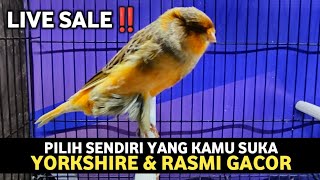 LIVE SALE KENARI IMPORT‼️PILIH YANG MANA SILAHKAN