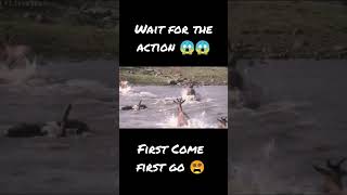 Hidden Enemy | Crocodile Attack #shorts #viral #viralvideo