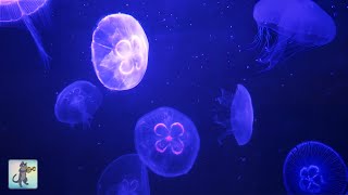Peaceful Jellyfish Aquarium ~ Relaxing Music for Sleep, Meditation & Yoga • Screensaver • 3 HOURS