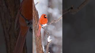 Why Cardinals Stay Put: The Secret Behind Their Winter Survival #Cardinals #BirdWatching #Nature