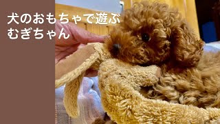 【トイプードル】犬のおもちゃで遊ぶ