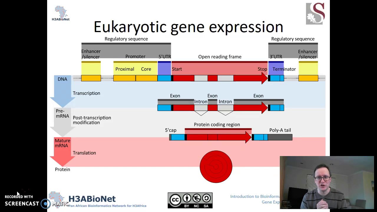 20170711 Intro To Transcriptomics Youtube