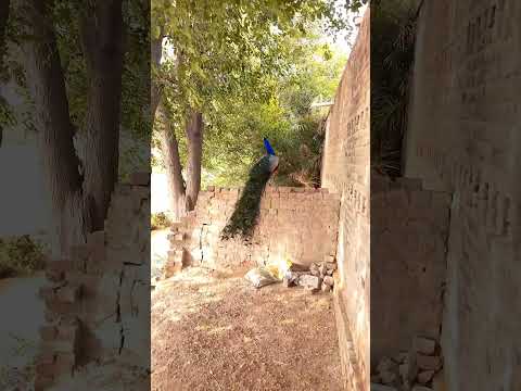 Peacock flying#viral#short#youtube#wildlife#camel#Animal