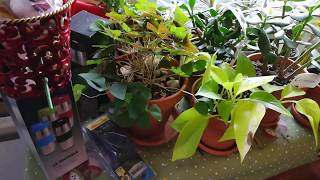 Summer 2019 Plant Tour