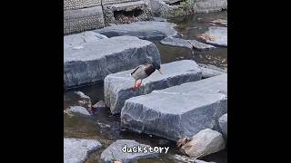 duck jump #shorts #duck #nature #cute