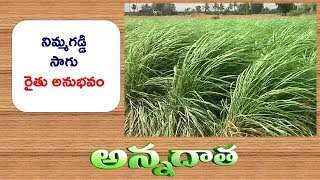 Good Profits with Aromatic Crops | Lemongrass \u0026 Palmarosa by Kadapa farmer || ETV Annadata