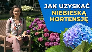 Niebieska hortensja w ogrodzie - jak ją uzyskać?