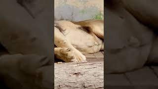 ヤマト🦁お腹からの寝顔😴 #おびひろ動物園 #ライオン #lion #ヤマト #shorts