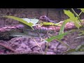 20201106 台北動物園 七彩變色龍 パンサーカメレオン panther chameleon