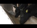 【肉牛用】配合飼料自動給飼機　マックスフィーダー®hid（ハイジ）