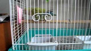 Lovebird trying to escape!