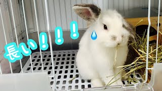 長いチモシー食べて疲れちゃったうさぎ様🐰［壊滅的な再生回数のうさぎVlog］