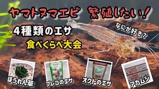 【ヤマトヌマエビ】エサの食い付き検証❗️繁殖にむいているか⁉️