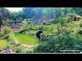 Build a new vitality on the farm - Actively weeding rice and corn, Plant more bamboo | Survival