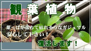 【観葉植物】葉っぱが落ちて枯れそうなガジュマル／安心してください！復活します。