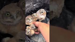 Placing baby burrowing owls back in their burrow 🥹🥹🥹So cute❤️❤️❤️