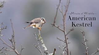 A Minute of Wildlife - American Kestrel with a Snake