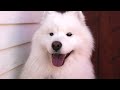 stunning samoyed dog is a real life cloud