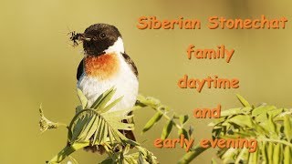 ノビタキの家族 昼と夕 Siberian Stonechat family daytime and early evening 甲信の高原 6月中旬 野鳥4K 空屋根FILMS#1058