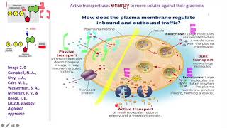 細胞膜構造和功能cell membrane structure and function