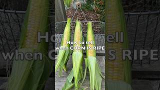 Learn how to tell when your corn is ready to pick! #gardening #vegetablegarden #corn