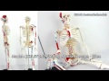 170/85cm Human Skeleton Model