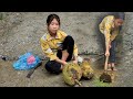 Today the girl went to harvest jackfruit to sell and eat instant noodles when it rained heavily