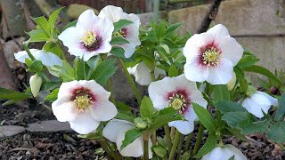 我が家のクリスマスローズ2020 Christmas Rose in My Garden : 我が家の花シリーズ : 4K