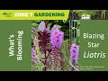 Liatris (Gayfeather, Blazing Star)