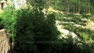 Marijuana growing wild by the thousands in mountains of Himachal