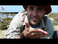 exploring for tide pool creatures