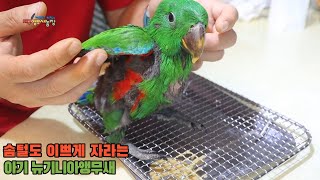 40일된 아기 뉴기니아앵무새키우기